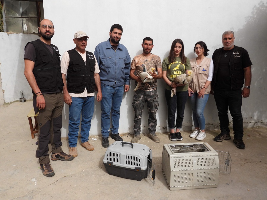 استلام نسرور مصرية مصابة من أحد المحليين ومعالجتها قبل إطلاقها مجدداً (اندبندنت عربية)